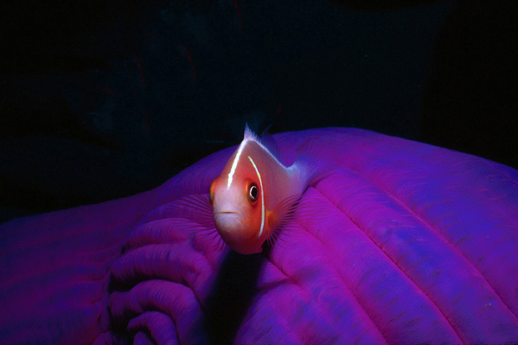 1020-Juv-Skunk Clownfish